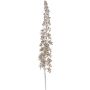 Decorative flower Eremurus EISOP, champagne, 3ft/105cm