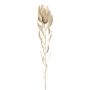 Decorative flower Pincushion protea LAWARE, cream, 30"/75cm