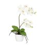 Decorative flower Phalaenopsis orchid MORLEK, ceramic pot, roots, cream, 24"/60cm