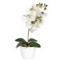 Decorative flower Phalaenopsis orchid DRINTOR, ceramic pot, roots, white-green, 16"/40cm