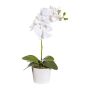 Decorative flower Phalaenopsis orchid TRALKE, decorative pot, roots, white, 16"/40cm