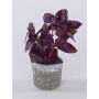 Artificial basil plant POLINDA in decorative pot, burgundy, 10"/26cm