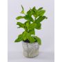 Artificial basil plant POLINDA in decorative pot, green, 10"/26cm