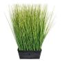 Decorative grass Fountain grass LOPIMA in zinc planter, green, 18"/45cm
