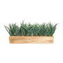 Decorative grass Reed WENMAL in wooden box, green, 20"x4"x9"/52x10x23cm
