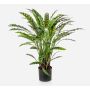 Artificial plant: Calathea Rufibarba 'ADELFRIEDE', green, 33"/85cm