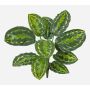 Artificial Calathea medallion FLEURETTA, stem, green and yellow, 20"/50cm