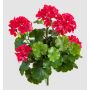 OTTAVIA artificial geranium on a stem, crossdoor, pink, 40cm