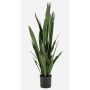 Artificial snake plant ELSAWU, green, 5ft/140cm