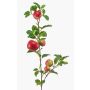 Decorative apple branch ZANINA with fruits, red-yellow, 3ft/95cm