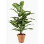Artificial Dieffenbachia ELSAWA plant in a terracotta pot, green, 26"/65cm