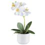 Artificial Phalaenopsis orchid WERKAN, ceramic pot, roots, white, 11"/27cm