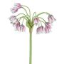 Artificial flower Sicilian honey garlic EFLINT, pink-white, 28"/70cm