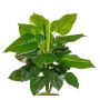 Artificial plant Philodendron Scandens GIMPA, spike, 20"/50cm