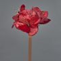 Velvet amaryllis KIRSTY, red, 28"/70cm, Ø3.5"/9cm