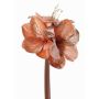 Velvet amaryllis KIRSTY, salmon, 28"/70cm, Ø5.1"-5.9"/13-15cm