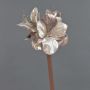 Velvet amaryllis KIRSTY, beige-pink, 28"/70cm, Ø3.5"/9cm
