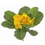 Fake primrose SUNDARA on spike, yellow, 8"/20cm, Ø1.6"/4cm