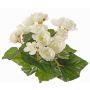 Fake begonia BIRMA on spike, cream, 8"/20cm, Ø1.2"-2"/3-5cm