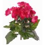 Fake begonia BIRMA on spike, fuchsia, 8"/20cm, Ø1.2"-2"/3-5cm