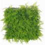 Artificial fern and cypress hedge / mat DIANTA, crossdoor, 20"x20"/50x50cm