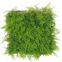 Artificial fern and cypress hedge / mat DIANTHA, crossdoor, 20"x20"/50x50cm