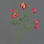 False ranunculus YARIS, pink-green, 26"/65cm, Ø1,2"-1.8"/3-4,5cm