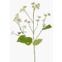 Artificial Eupatorium (Boneset) KORALIA, cream, 31"/80cm, Ø1.6"-2.8"/4-7cm