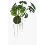 Decorative Philodendron Monstera Deliciosa YUNUS, moss ball, 24"/60cm