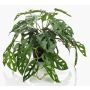 Decorative philodendron Monstera Deliciosa TREVYN, 22"/55cm