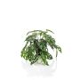 Decorative philodendron Monstera Deliciosa TREVYN, 22"/55cm