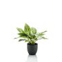 Artificial Calathea Ornata VAIDA in decorative pot, green-yellow, 16"/40cm