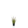 Fake pennisetum YWAIN with panicles, beige-green, 18"/45cm