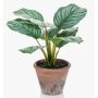Artificial Calathea Orbifolia ESMIE in terracotta pot, green-white, 12"/30cm