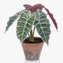 Artificial Alocasia Sanderiana GARCIA, terracotta pot, green-white, 12"/30cm