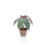 Artificial Alocasia Sanderiana GARCIA, terracotta pot, green-white, 12"/30cm