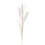 Artificial pampas grass branch BALARI, panicles, cream, 26"/65cm