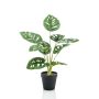 Decorative philodendron Monstera Deliciosa VIRGA, 18"/45cm