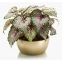 Artificial begonia rex KATRICE in golden ceramic bowl, purple-green, 10"/25cm