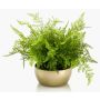 Artificial lady fern HANNU in golden ceramic bowl, green, 16"/40cm, Ø18"/45cm