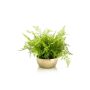 Artificial lady fern HANNU in golden ceramic bowl, green, 16"/40cm, Ø18"/45cm