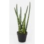 Artificial Sansevieria Cylindrica AIDANA, green-yellow, 16"/40cm