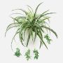Artificial spider plant KOCHAB, on spike, green-white, 24"/60cm
