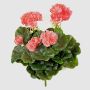 Artificial geranium CAPH on spike, light pink, 12"/30cm