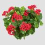 Artificial geranium KAISA on spike, red, 14"/35cm