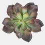 Artificial Echeveria pelusida CURSA on spike, red-green, 6"/15cm