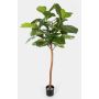 Fake Ficus Lyrata ADERITO, real stem, green, 6ft/170cm
