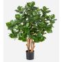 Artificial Clusia MAASYM, real stems, green, 33"/85cm