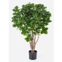 Artificial Clusia MAASYM, real stems, green, 4ft/110cm