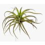 Fake Tillandsia Stricta PROPUS on spike, green-brown, 10"/25cm
